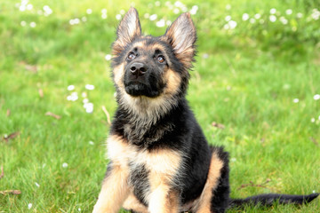 Berger Allemand