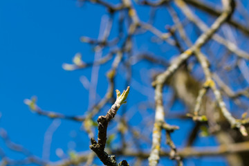 Frühjahr, Frühling, baum, blüte, 
