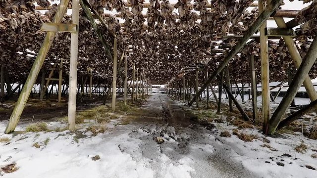 Traditional outdoor drying Norwegian cod. HD Footage.