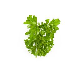 Fototapeta na wymiar fresh green parsley isolate