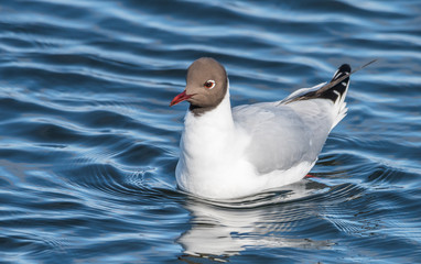 Black-headed gull