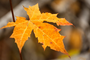 Orange maple leaf detail closeup