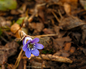 Hepatica - blue anemone