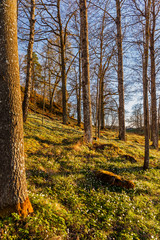 Spring hillside with wood anemones in Sweden