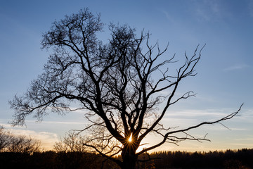 Oak tree silhouette during sunset