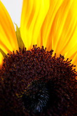 Sunflower closeup