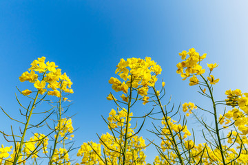 Yellow rape flower bloom in farmland