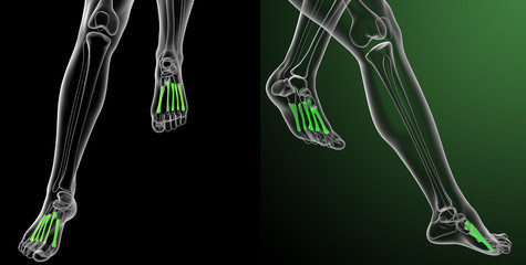3d rendering medical illustration of the metatarsal bones