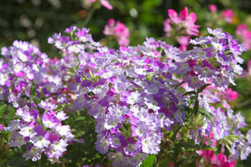 Fototapeta premium Verveine des jardins