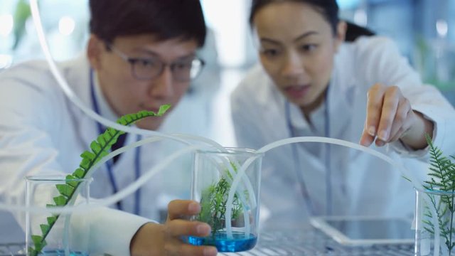  Young Asian research scientists checking plant samples in laboratory & having discussion. 