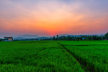 Rice field Mae Kon at sunset in Chiang Rai,Thailand