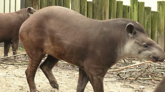 Portrait of south American tapir (Tapirus terrestris)
