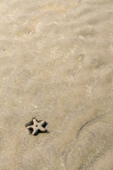background starfish on the sand