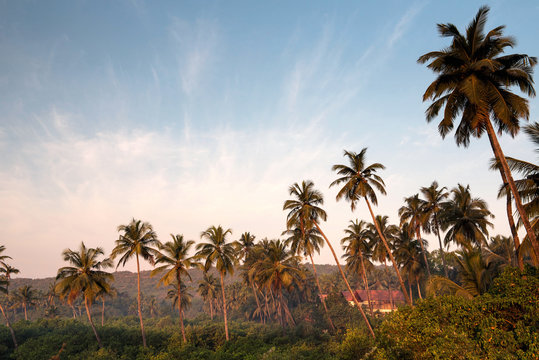Landscape with palms © grthirteen