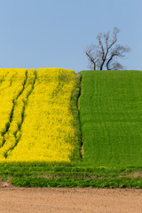 Yellow and green spring field in countryside