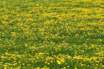 Dandelion springtime meadow