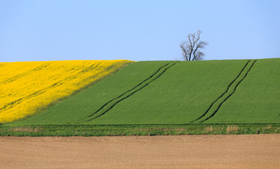 Yellow and green spring field