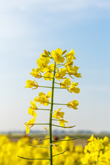 Yellow rape flower bloom in farmland