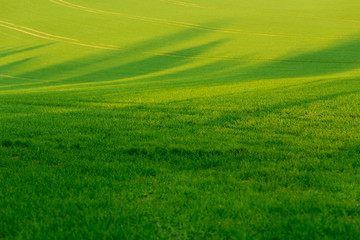 green spring field