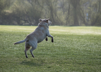 Dog Labrador Jumping 