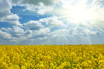 Obraz premium Bright yellow flower field with sun, beautiful spring landscape, rapeseed