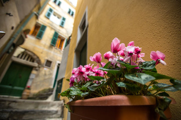 Fototapeta na wymiar Cyclamen flowers in Vernazza village