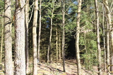 Obraz premium spring in the pine forest, beautiful nature - Denmark