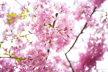 sprind, tree, cherry, background