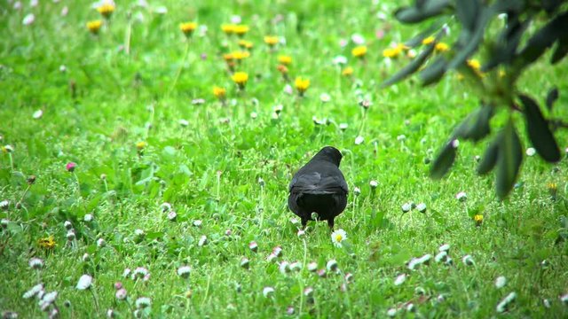 Blackbird (Turdus merula) in park, France