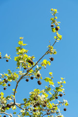 Platanus. Family trees