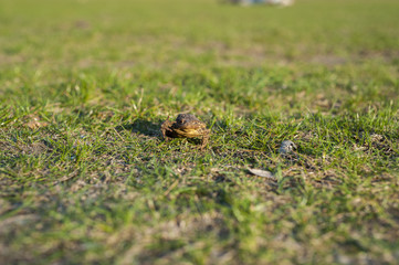 Żaba siedząca na trawie, ropucha szara.