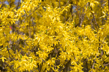 flower, bush, yellow, background