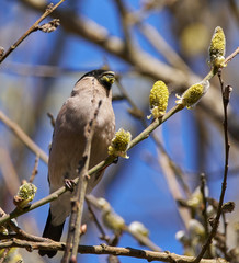 Female bullfinch feeding on buds