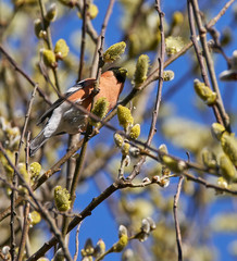 Male bullfinch feeding on buds