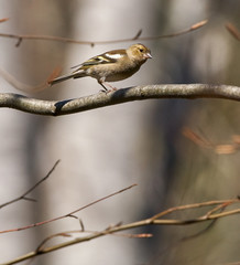 Female chaffinch on a branch