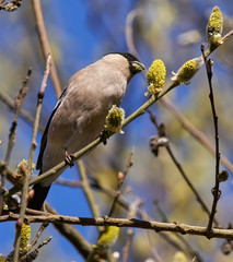 Female bullfinch feeding on buds