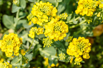 rape flower in the spring