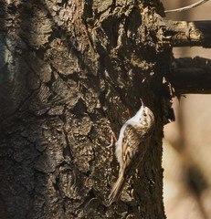 Eurasian tree creeper on a bark