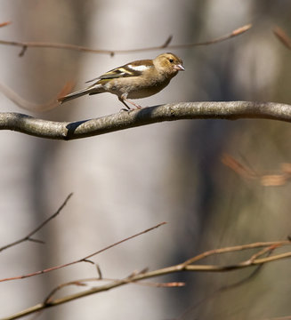 Female Chaffinch On A Branch