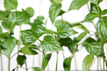 young seedlings of pepper