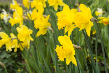 Osterglocken in Nahaufnahme, selektive Schärfe
