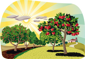 Orchard with rows of apple trees at dawn