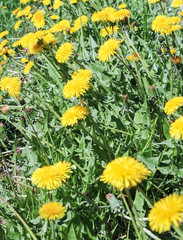 Yellow flowers of a dandelion.