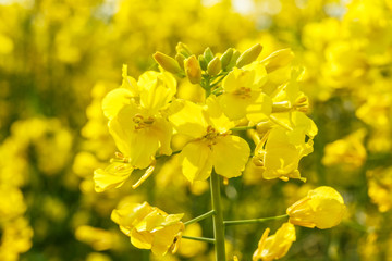 rape flower in the spring