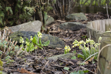 Cowslip in the garden.