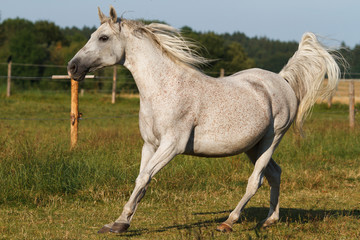 Weißers Pferd, Schimmel auf Koppel