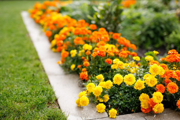 Gelbe und orange Blumen im Garten