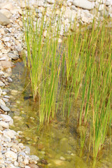 Grass pond for natural pool