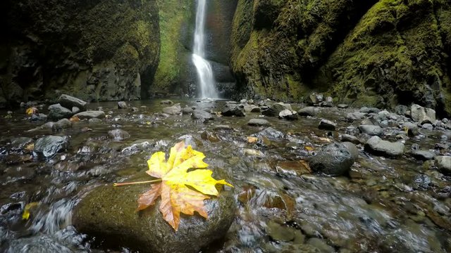Yellow Leaf on Rock in Oneonta Gorge
