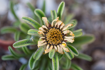 sere flower in nature